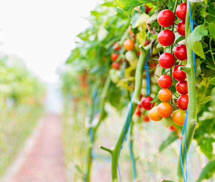 close-up-of-cherry-tomatoes-cultivation-in-a-green-2021-08-29-11-40-31-utc 1