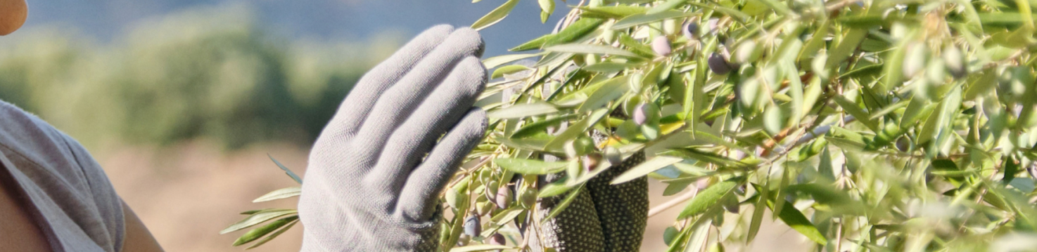 woman-worker-of-an-olive-farm-background-olive-ga-2022-05-19-16-58-37-utc 1